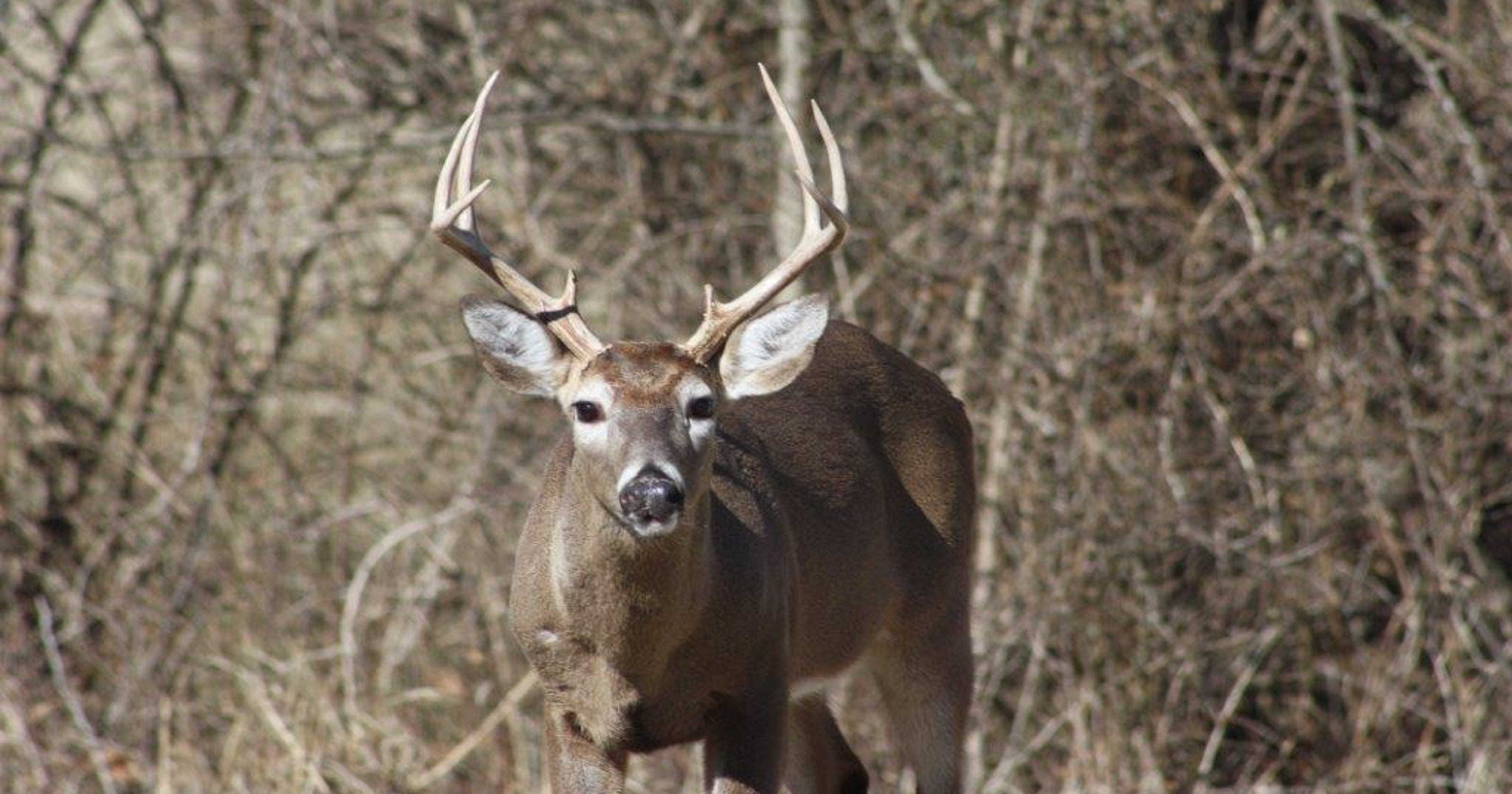 Tn Deer Season 2025 Calendar