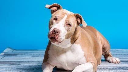 Taropotamus, 5, is available for adoption at the Nevada Humane Society located at 2825 Longley Lane in Reno. Anyone with questions can contact the Nevada Humane Society at 775-856-2000.