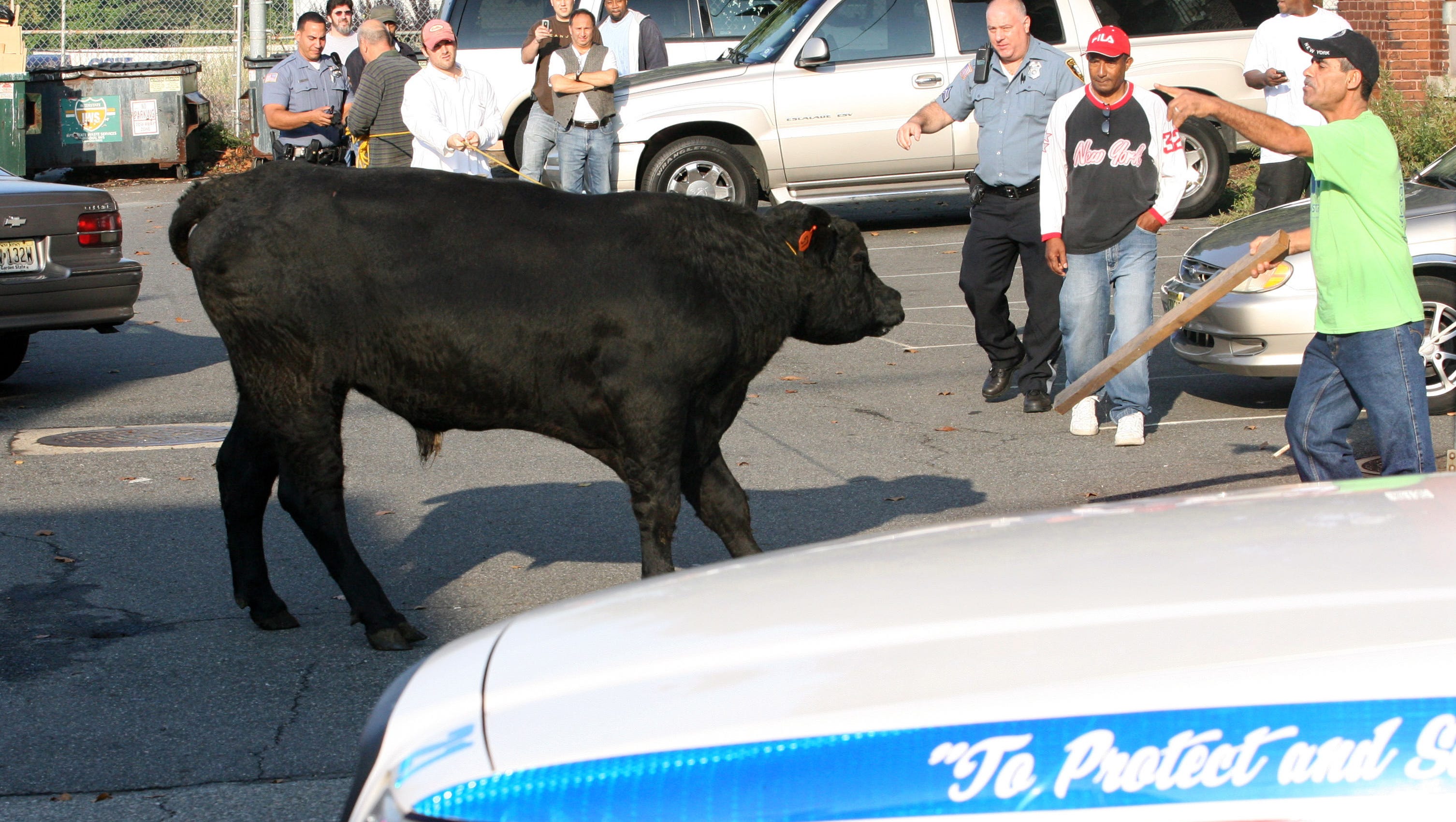 5 crazy animals that have been caught in North Jersey