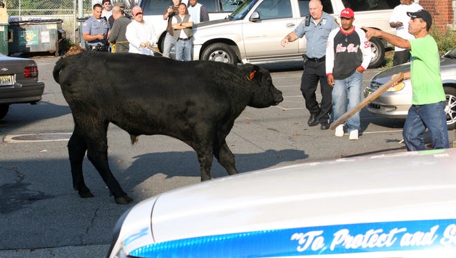 A bull ran loose along E 7th St. in Paterson when it escaped from Ena Meat Packing on Sept. 28, 2009.