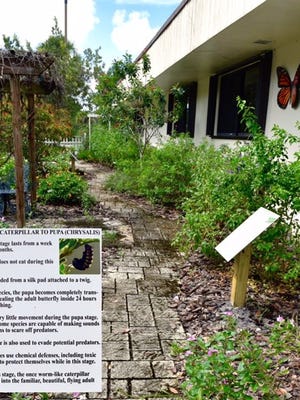 The UF/IFAS St. Lucie County Extension office welcomes a new Butterfly Life Cycle display in its Butterfly Demonstration Garden, located at the Extension office, at 8400 Picos Road in Fort Pierce.