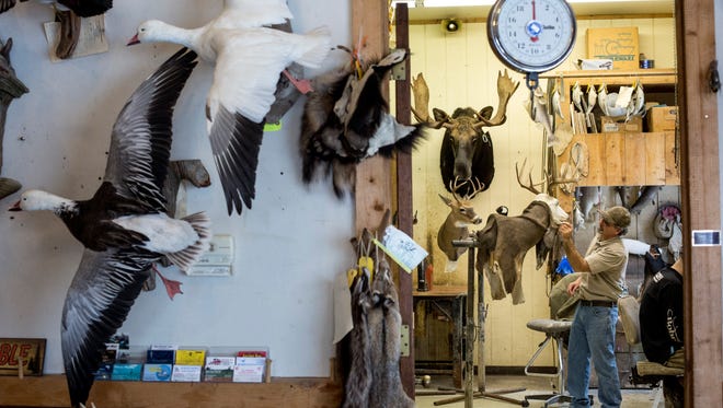Paul Burczycki works on mounting a deer as dozens of other animals line the wall Saturday, March 5, 2016 at St. Clair Flats Taxidermy in Algonac.