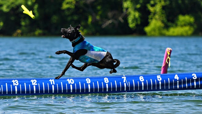 Sasha, 2, a lab mix rescued by Lu's Lab's jumps into the water for her owner, and Team Dash and Splash teammate Michelle Kane, of Virginia Beach, Va., as Keystone Dock Dogs compete during Big Air Wave 2 during Codorus Blast at Codorus State Park in Hanover, Friday, June 15, 2018. Dawn J. Sagert photo