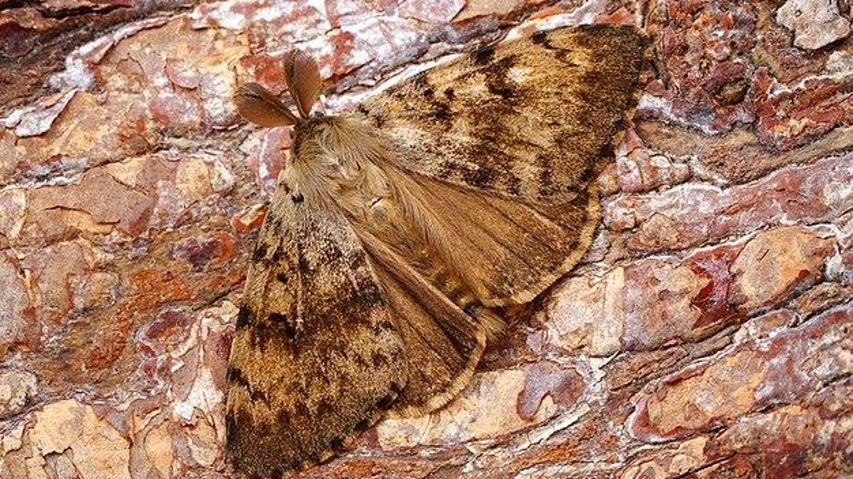 Pictures Of Michigan Moths