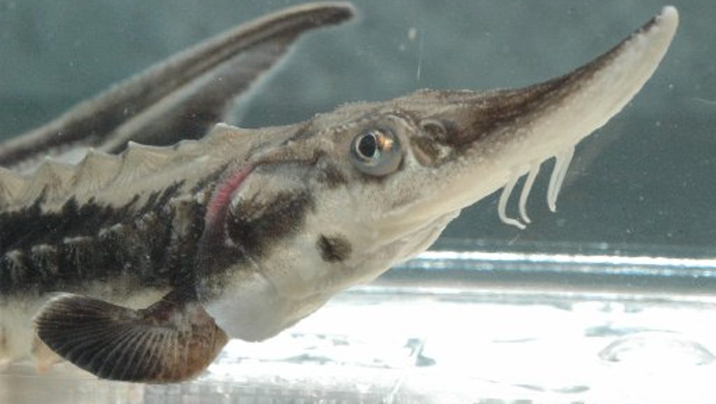 5,700 sturgeon released into Michigan waterways