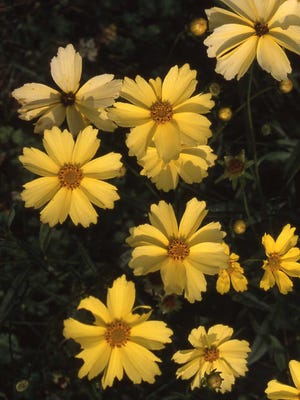 This yellow-flowered coreopsis was discovered in a private garden in Long Island, New York. It is a long bloomer and highly recommended. It is named Crème Brûlée, and it was introduced for sale in 2005.