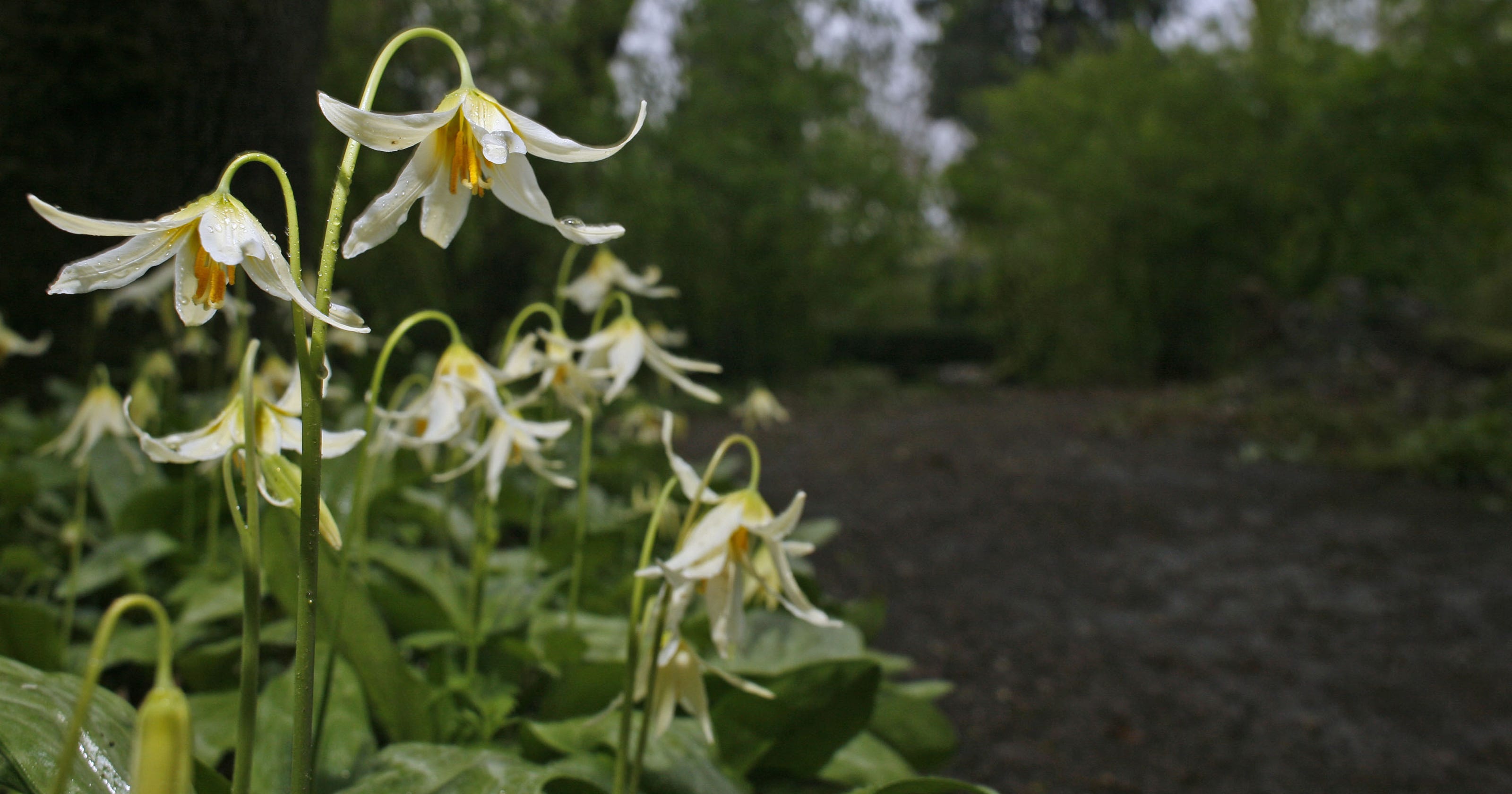 Great Oregon Gardening App Points Out Native Plants