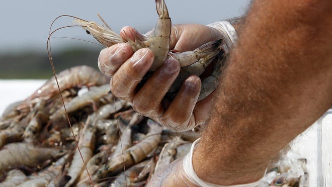 A commercial fisherman picks through a pile of shrimp on his boat in Grand Isle. Congressman Charles Boustany...