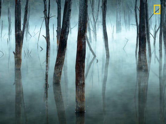 Dead trees in a natural dam, from an enchanted forest.