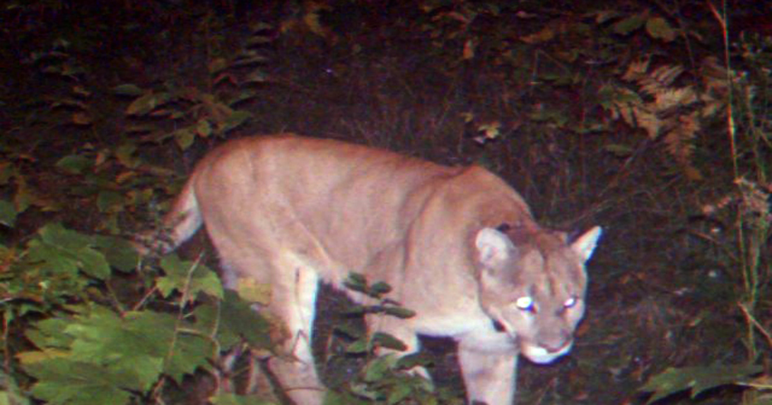 Michigan Dnr Confirms 2 Cougar Sightings In Eastern Up