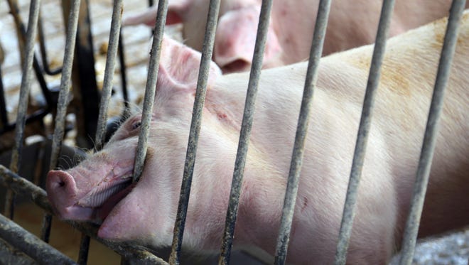 Pig biting on cage.