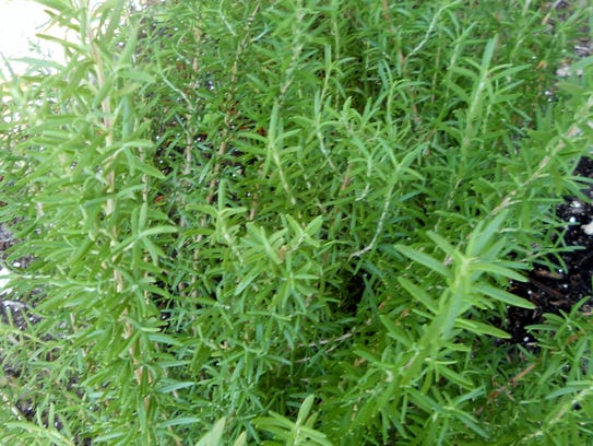 Rosemary not only repels mosquitoes, it has a wonderful