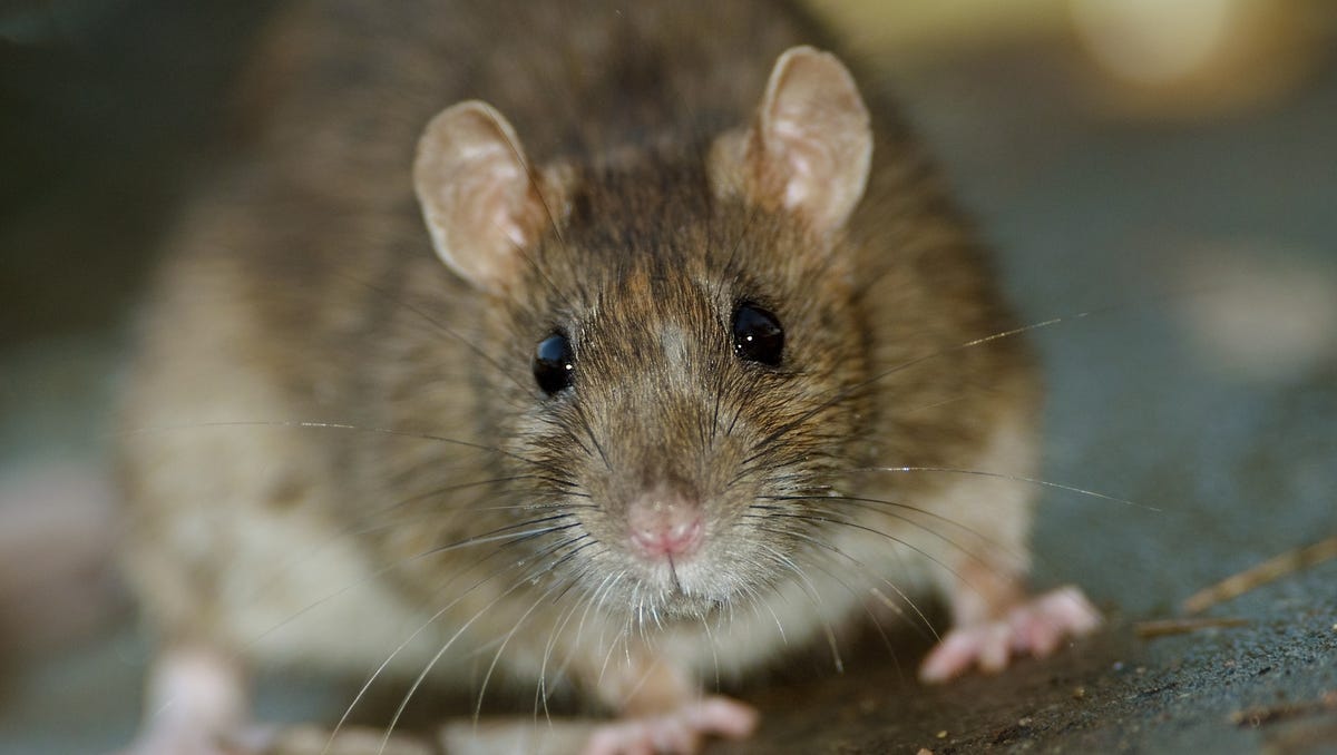 Rat Problems 5 Ways To Get Rid Of Them Without Poison