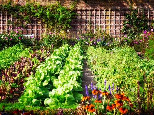 How To Start Your Own Backyard Vegetable Garden