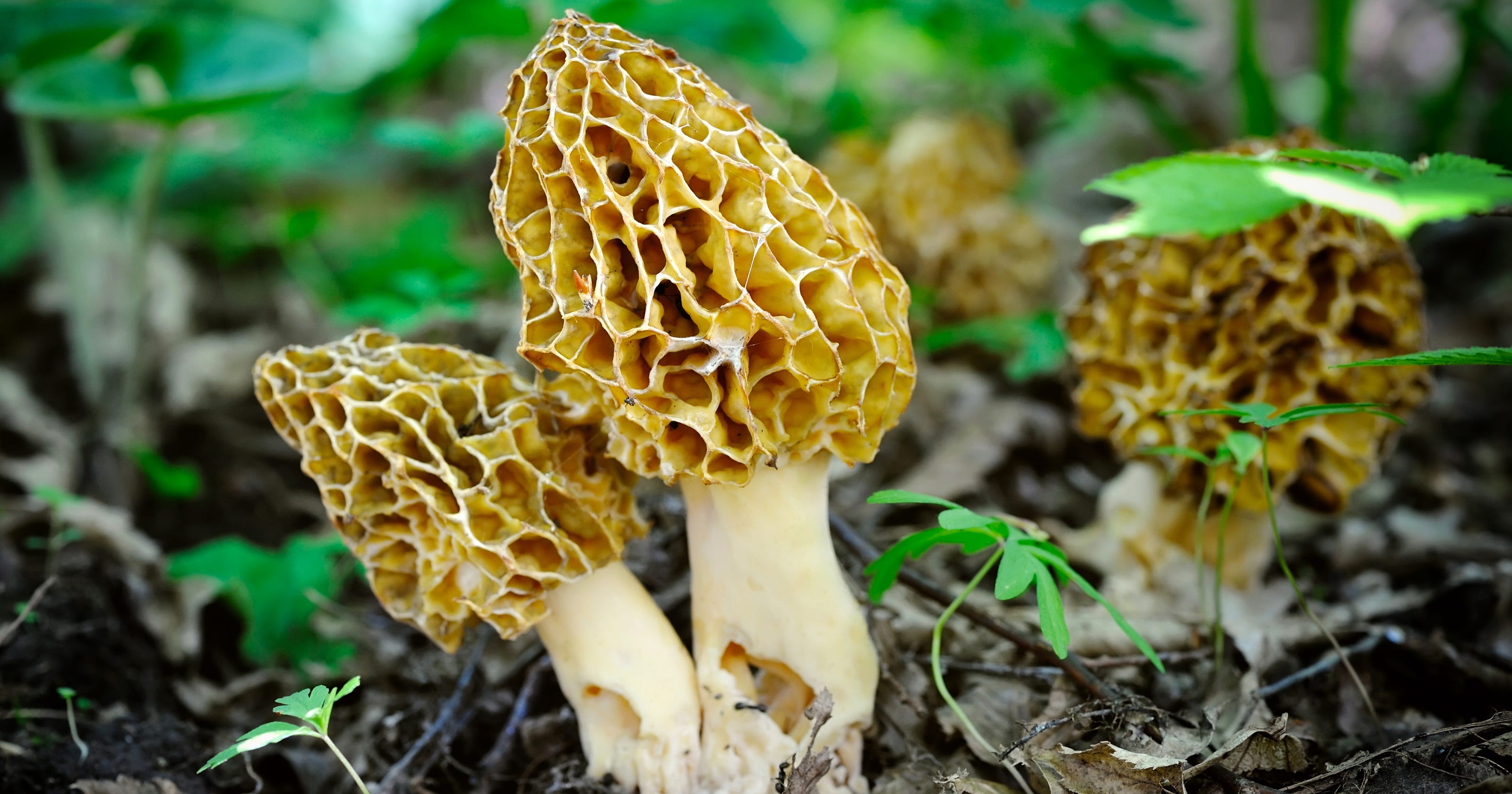 Tips for wrapping up morel mushroom season in Johnson County