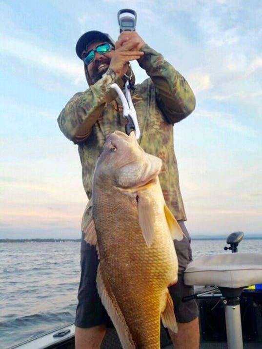 Freshwater drum underrated as sport fish and table fair, but that changing.