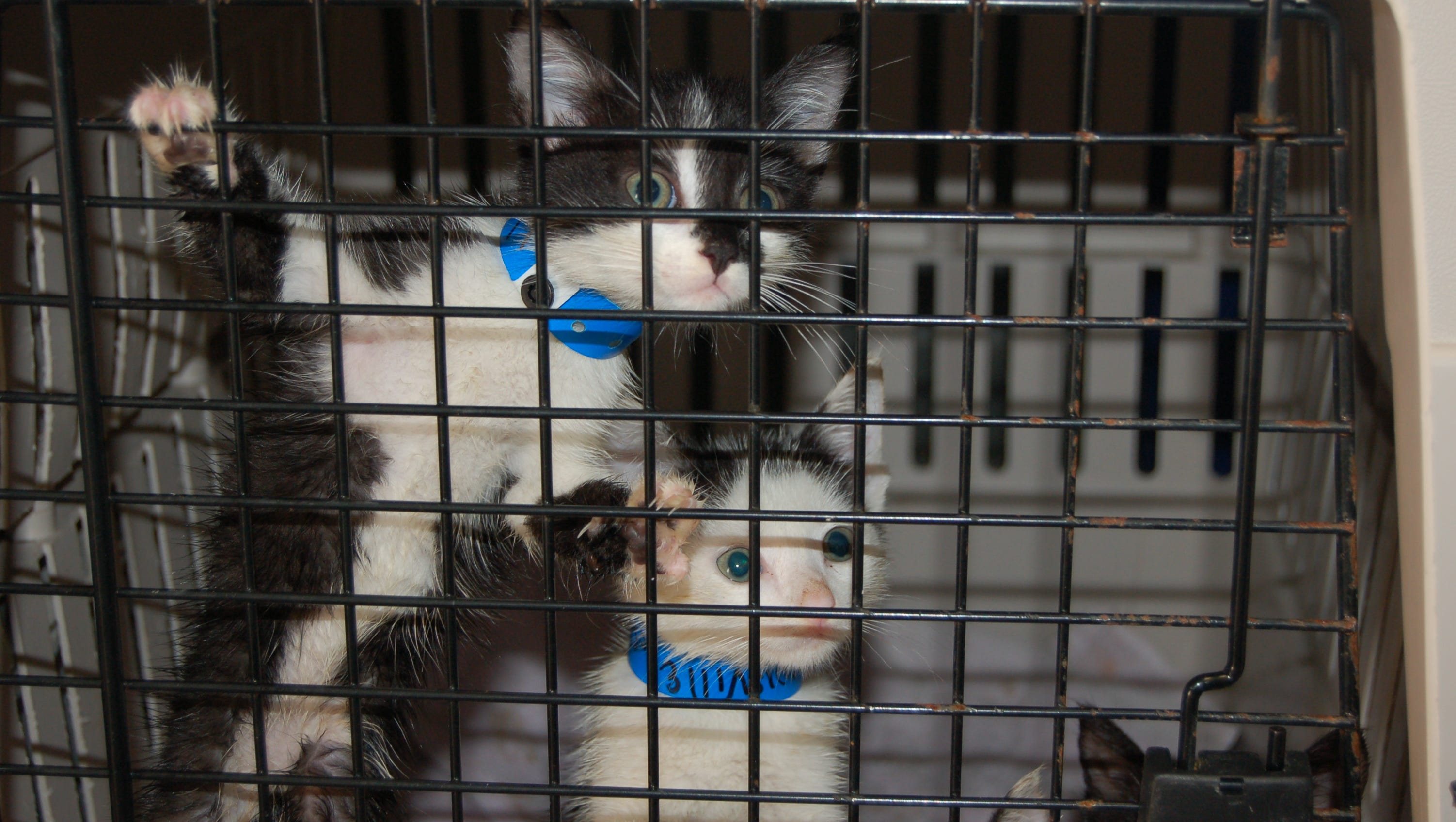 Hurricane Threatened Kitties Ready To Be Adopted In Boone County
