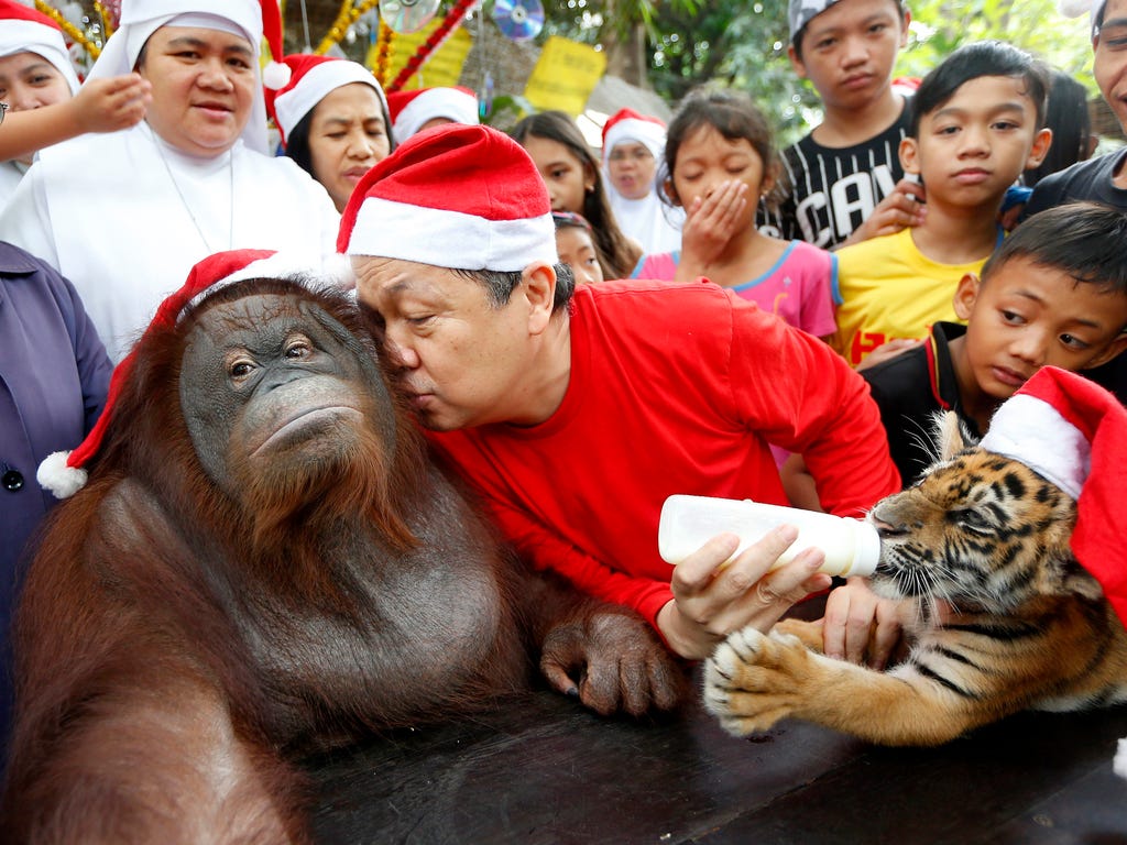 Malabon Zoo founder Manny Tangco feeds a tiger cub named \
