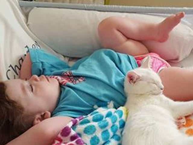Charley S Angel Blind 4 Year Old Reunites With Cat After Months Apart