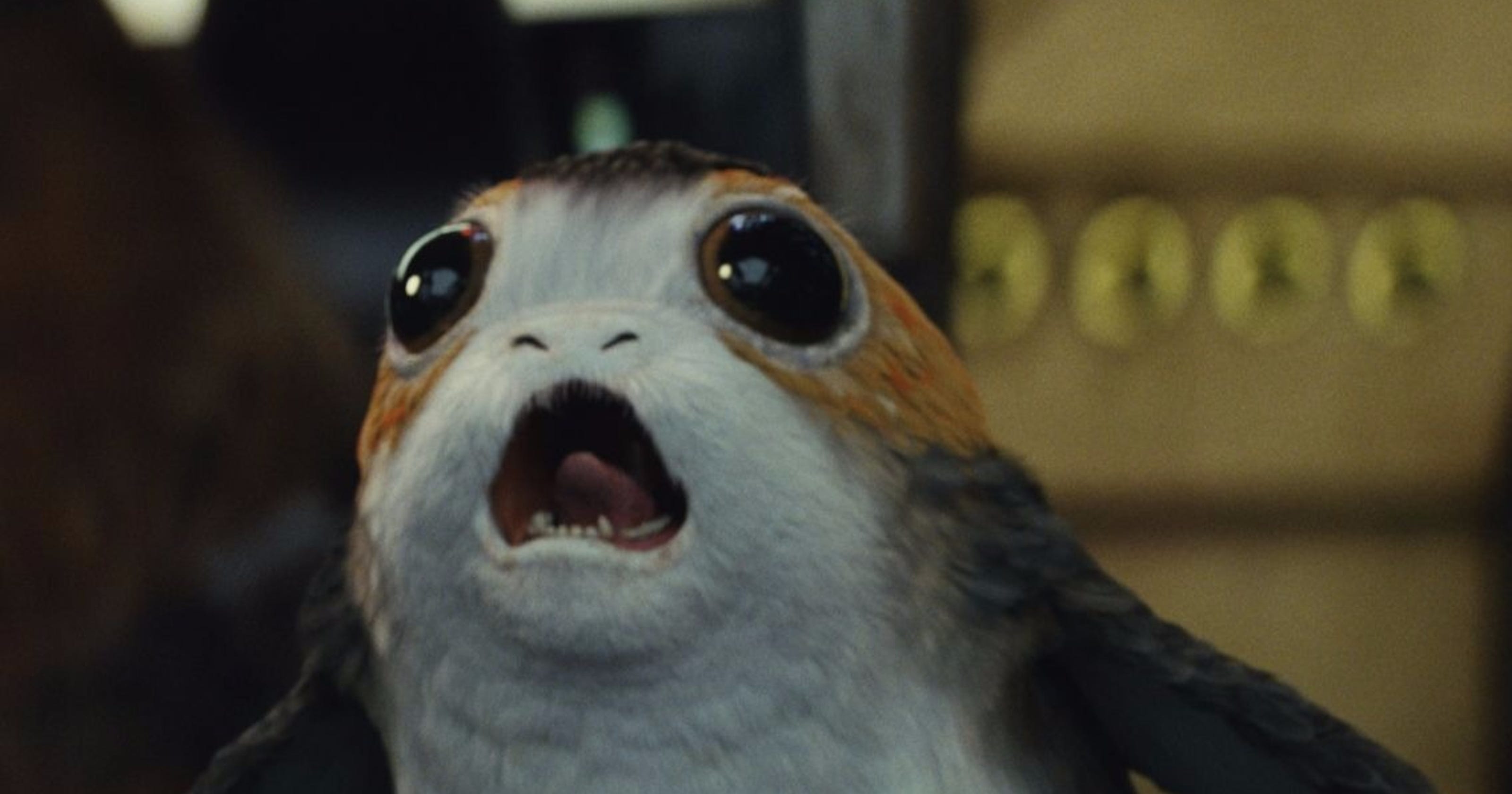 Porgs Everything You Ll Want To Know About The Last Jedi