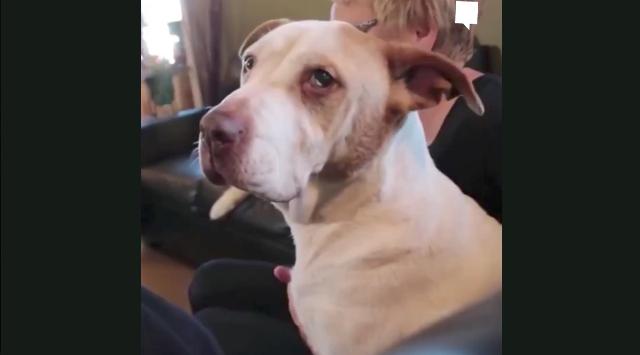 Old and sick dogs find love at this dog hospice