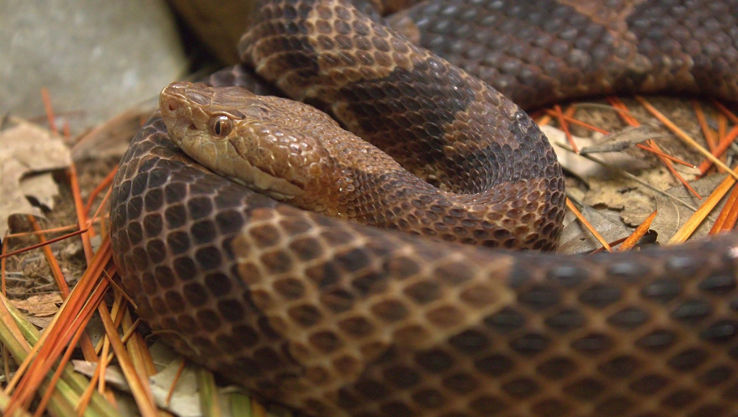 Indiana man bitten by copperhead snake in Brown County3200 x 1680