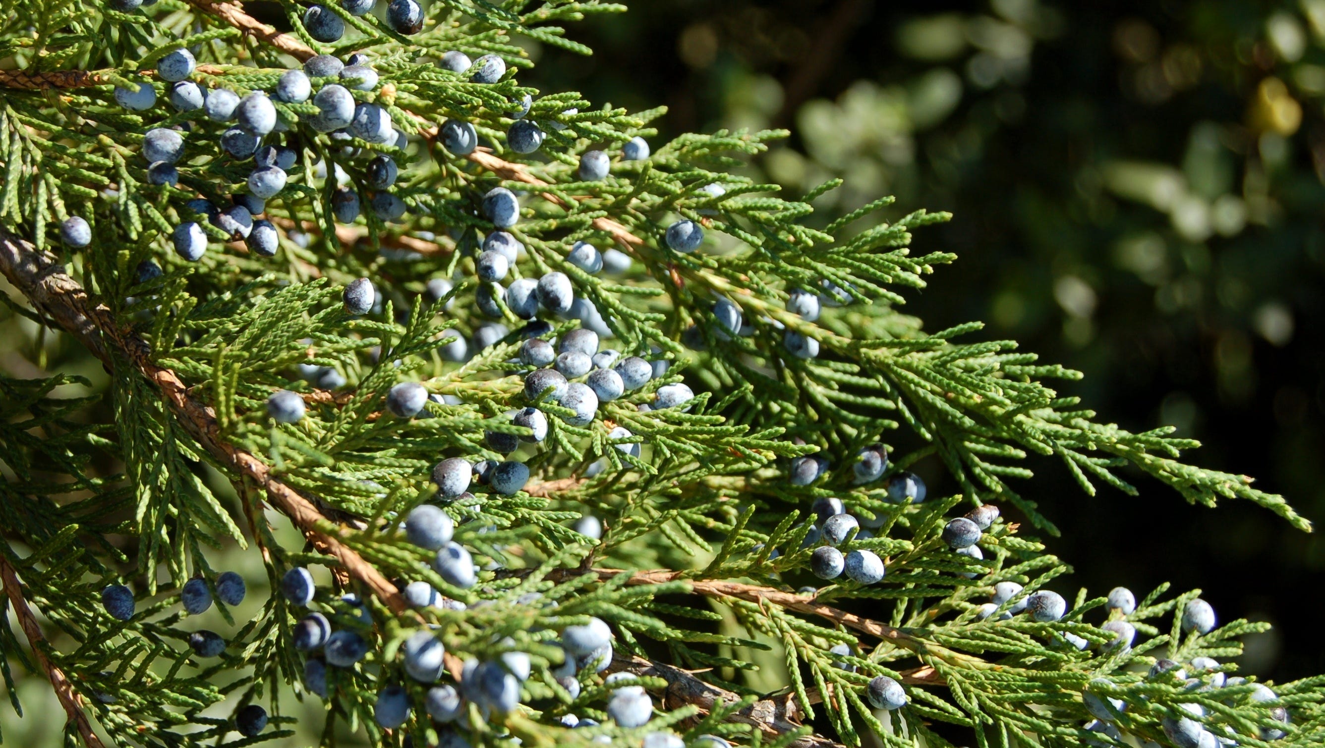 Cedar Cedar