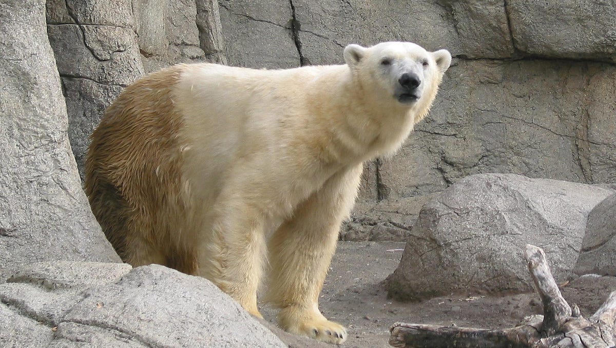 Polar bears at the Indianapolis Zoo