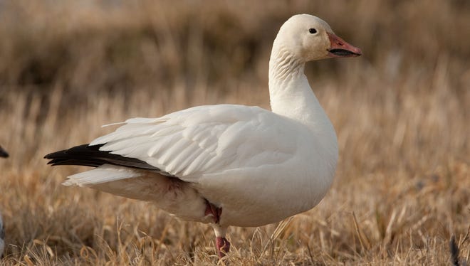 A Snow Goose rests  at  Squaw Creek National Wildlife Refuge near Mound City, MO