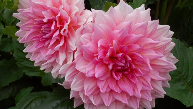 The beautiful Otto’s Thrill produces one of the biggest blooms among dahlias recommended for Carolina gardens.