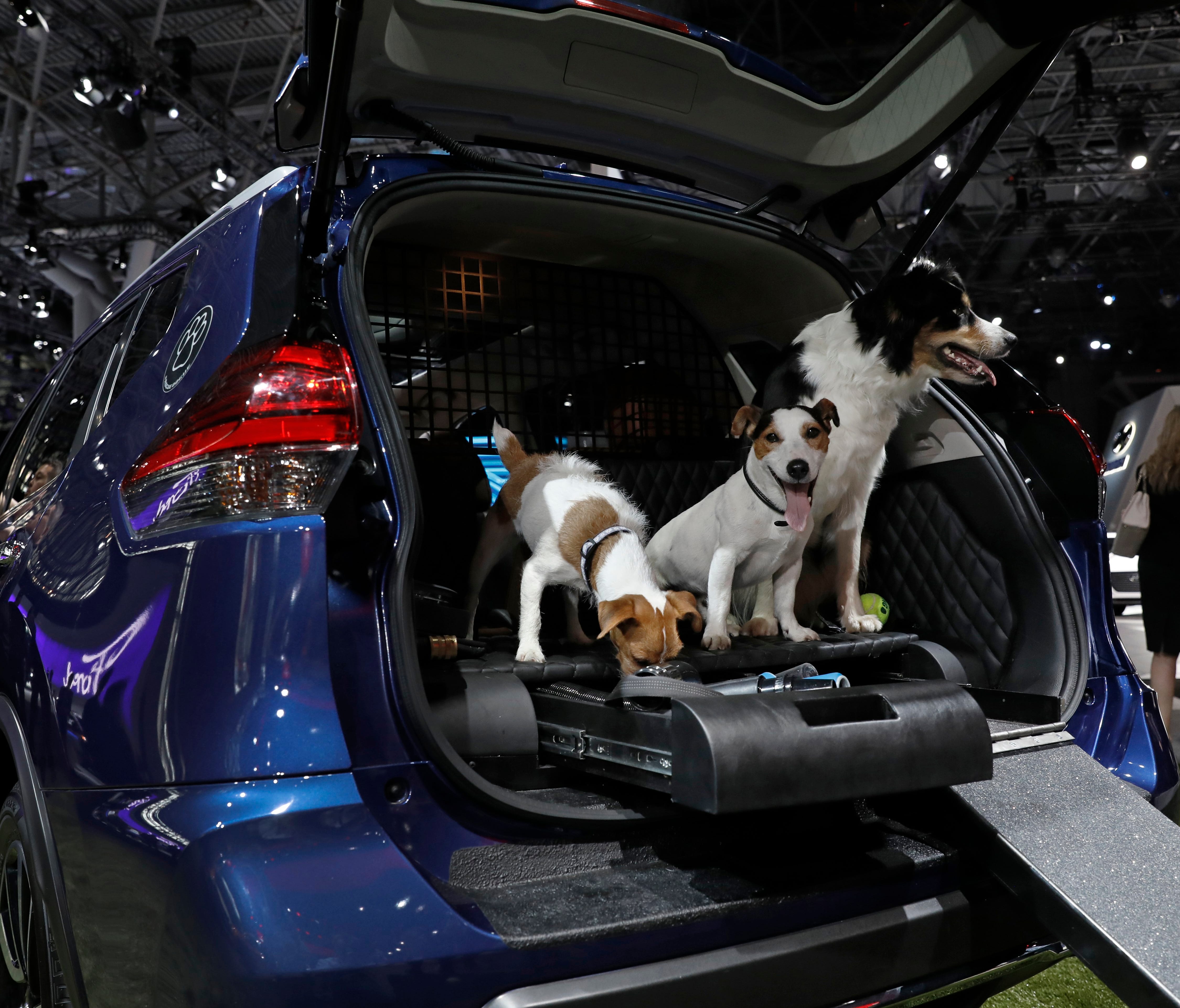 A border collie, left, and two Jack Russell terriers occupy the rear compartment of the Nissan 