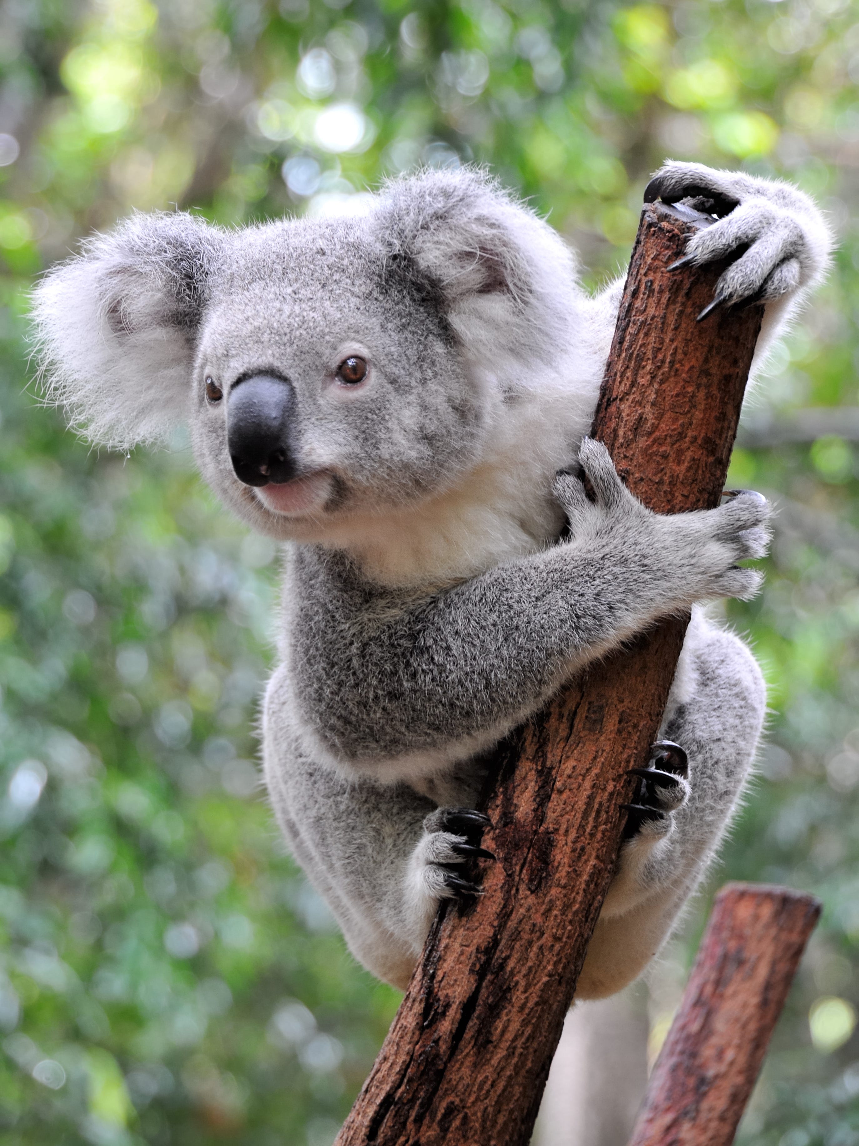 Похожи на коал. Коала. Животные Австралии коала. Сумчатые животные коала. Коала австралийский медведь.