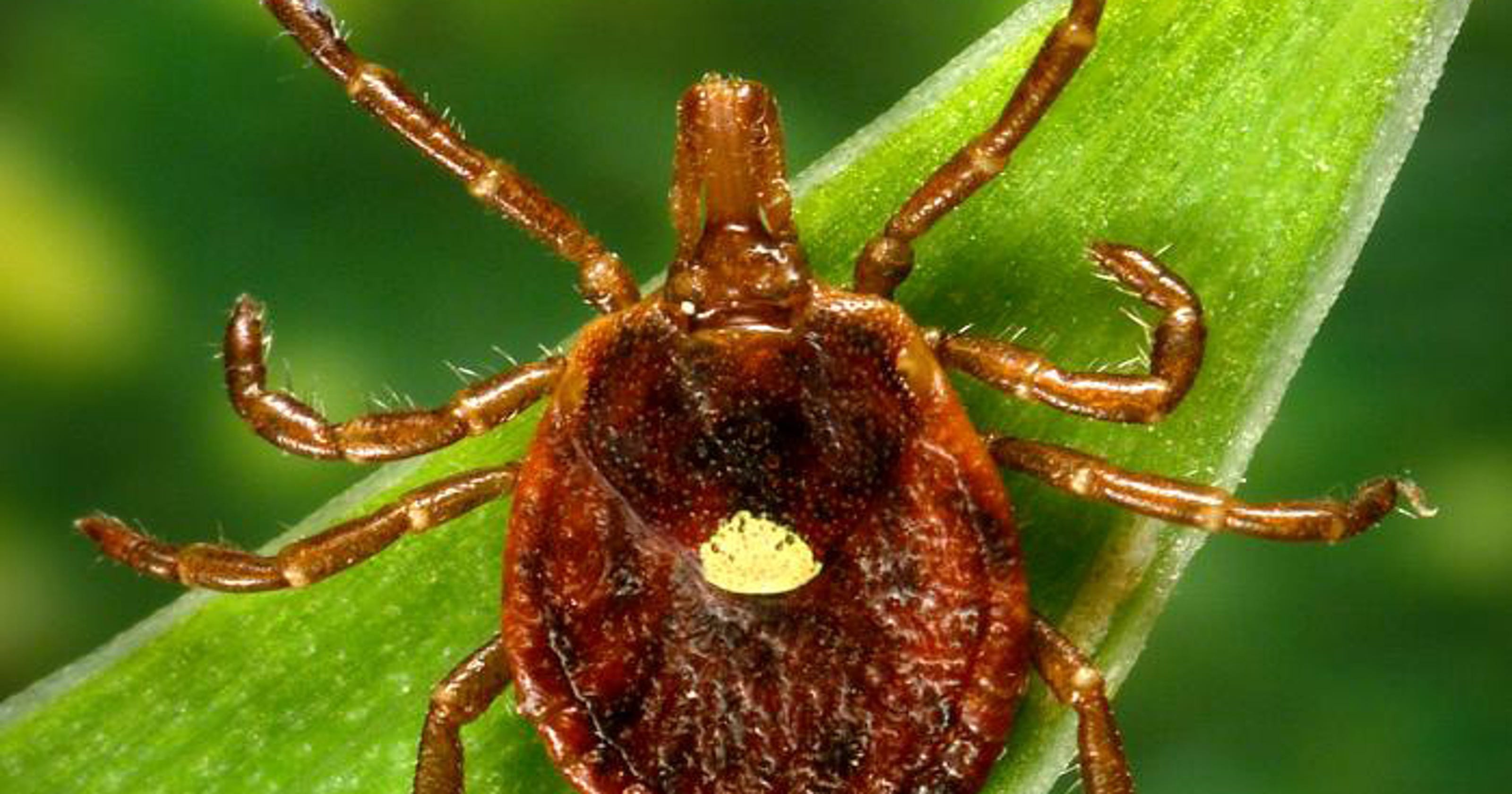 Lyme disease explained symptoms ticks treatments and states at risk