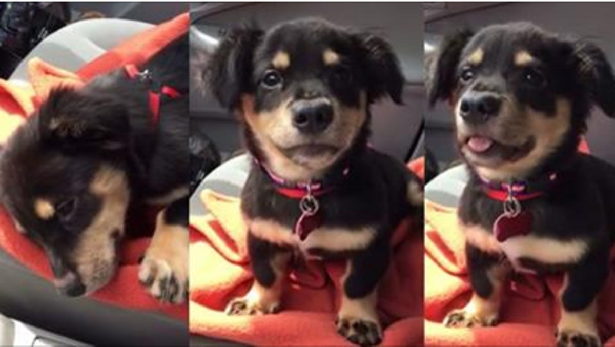 Just Let Him Sit On Your Lap Adorable Indiana Rescue Puppy Throws Tantrum In Viral Video