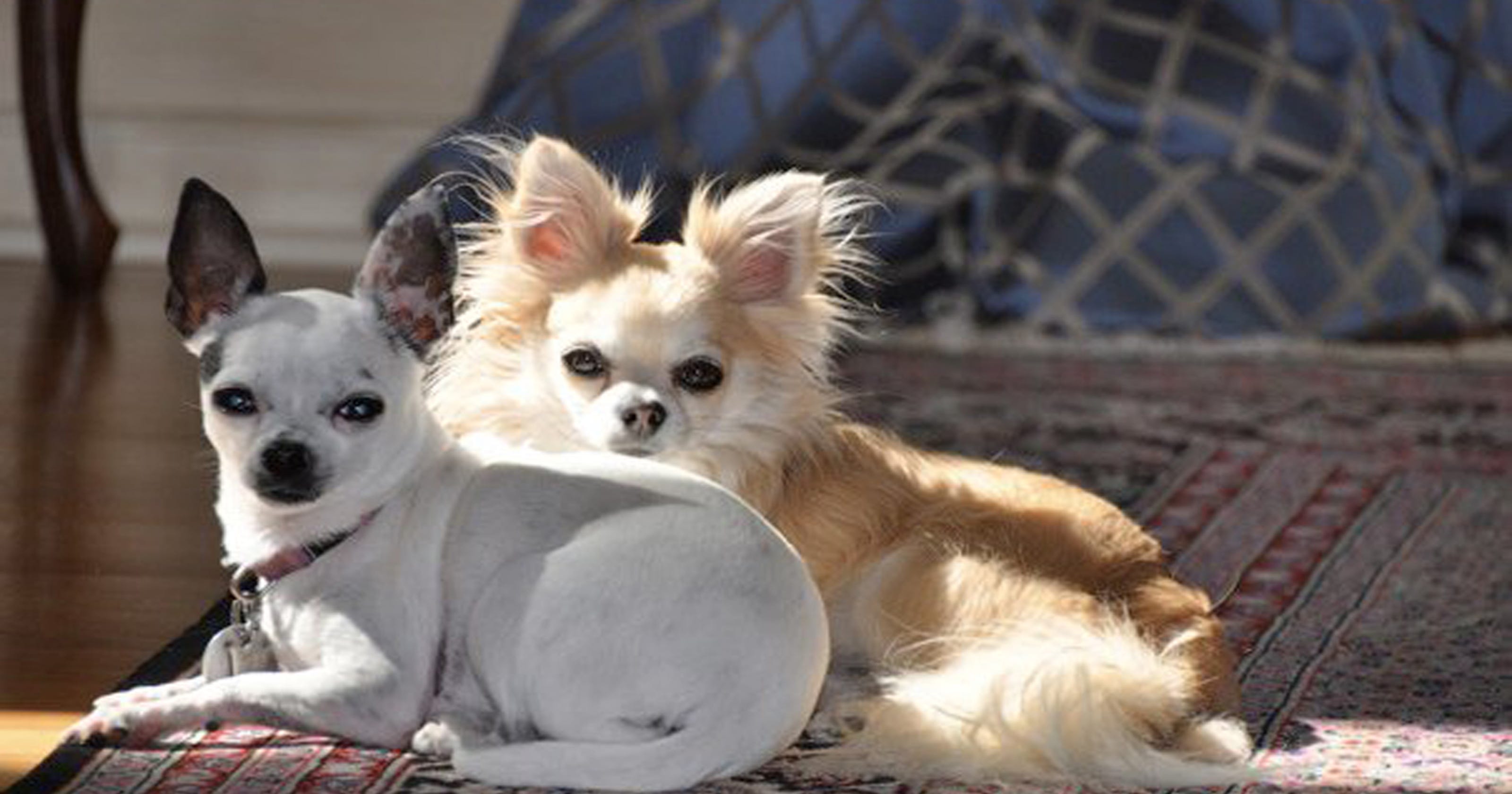 The other Arizona emblem Chihuahuas