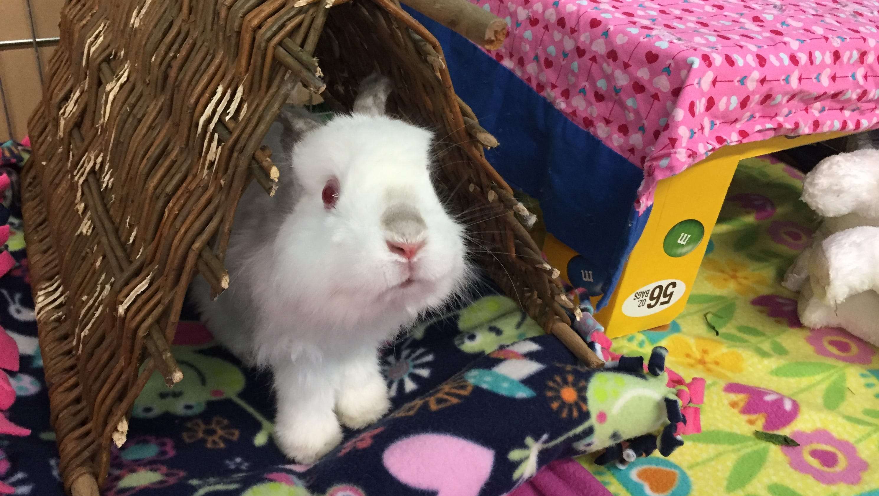 Bunny sanctuary with 80 rabbits losing Scottsdale home