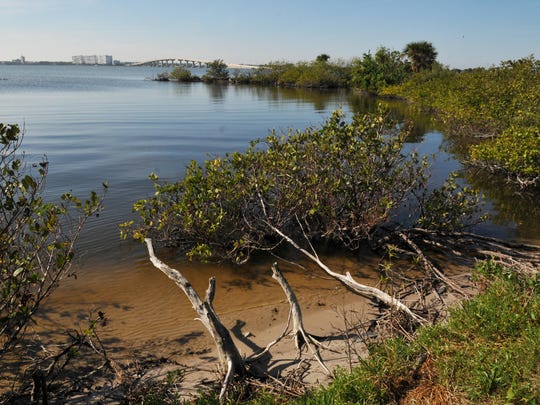 Could Mangrove Northern Expansion Temper Global Warming