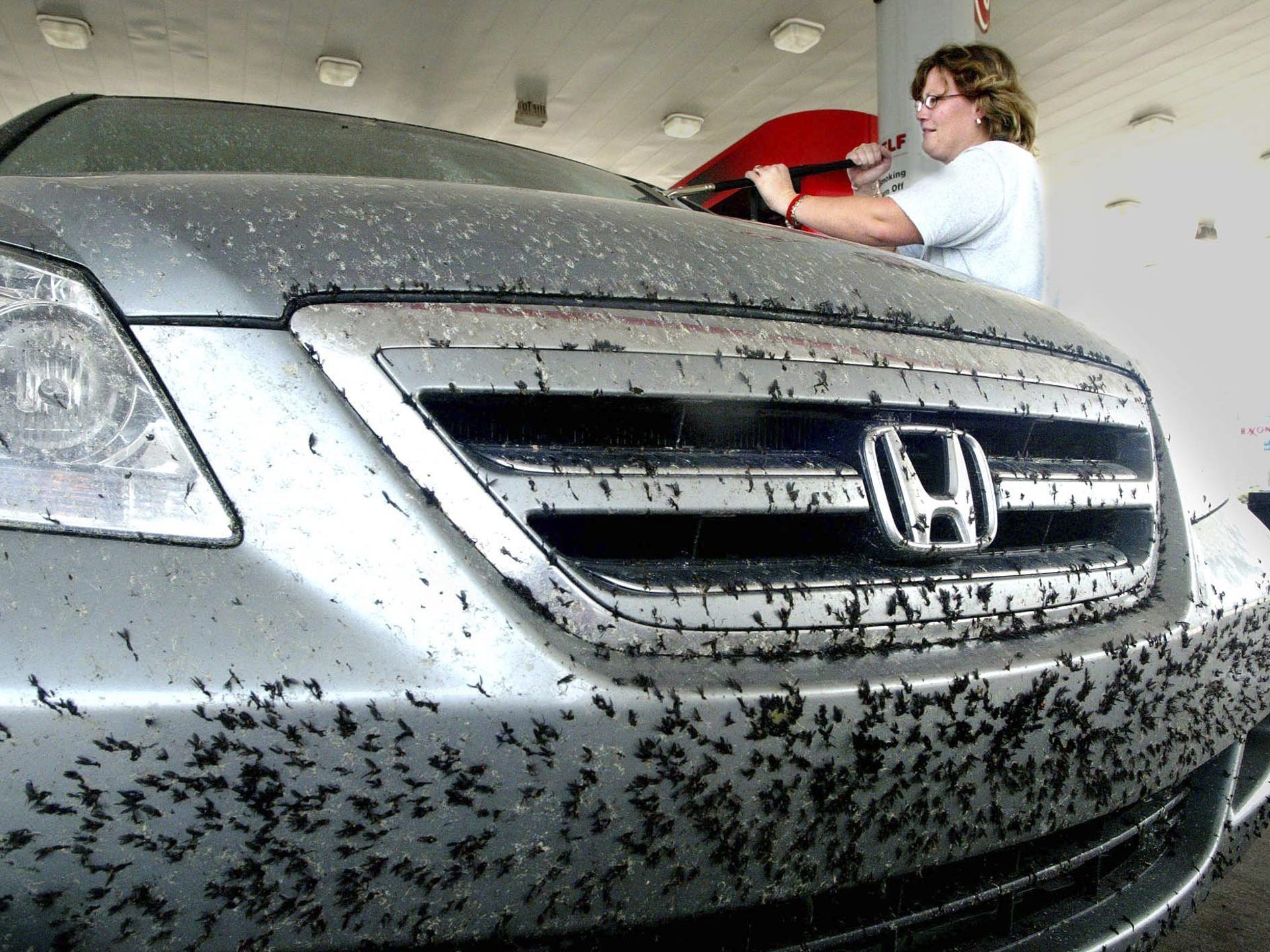 Love bugs Most Floridians hate cleaning up after them