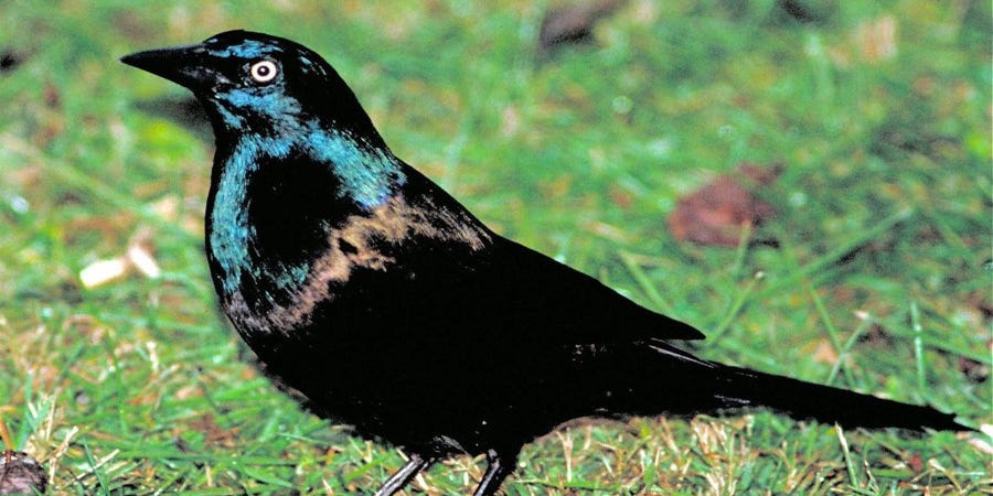 Marcia Davis Common Grackles Exhibit Some Uncommon Behaviors