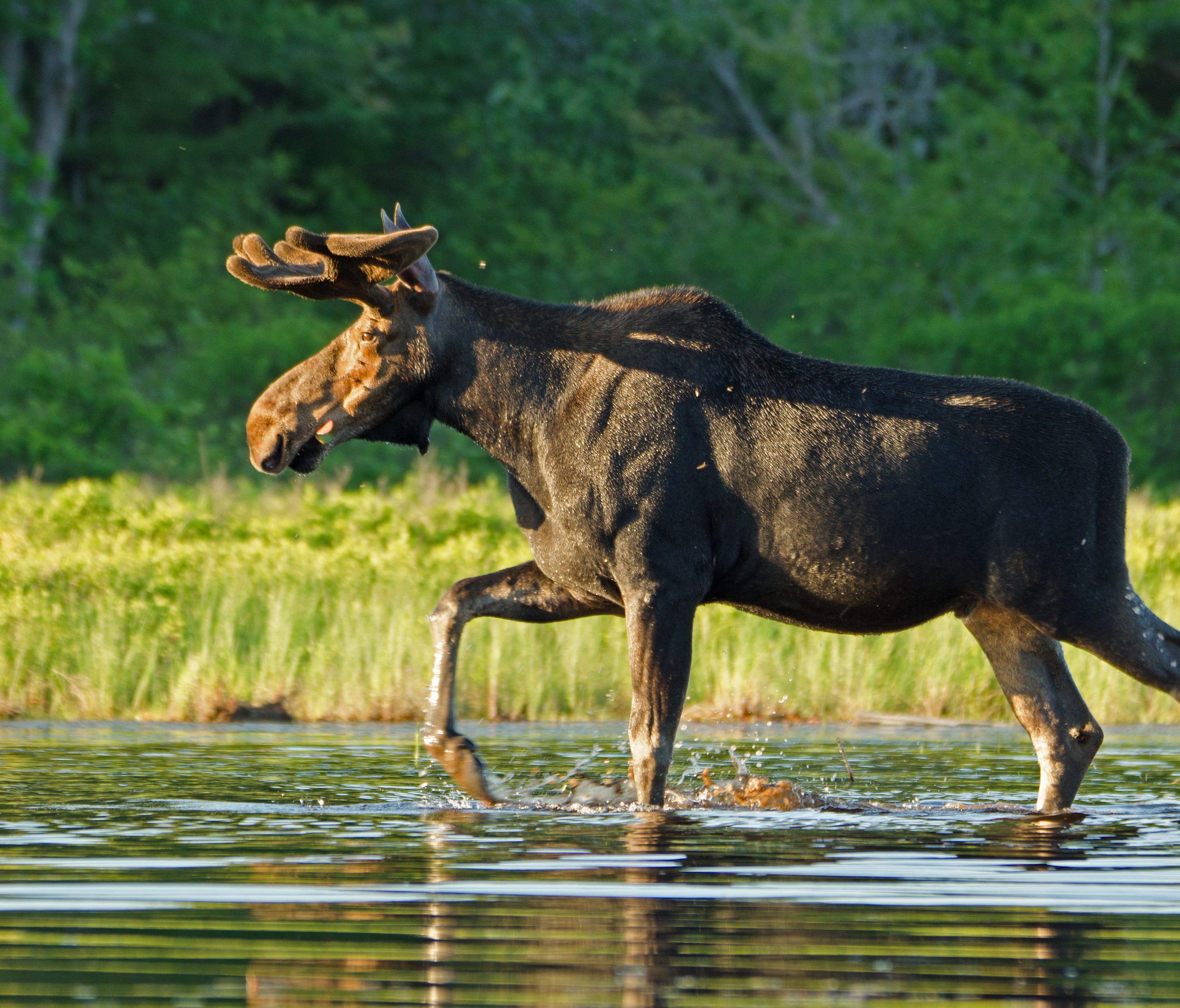 Moose sightings are common in Katahdin Woods and Waters, where moose outnumber staff by several orders of magnitude.