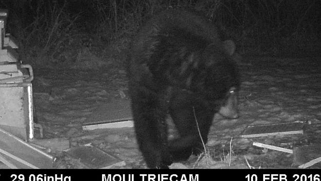 A black bear has been terrorizing beehives in a Morris Township backyard.