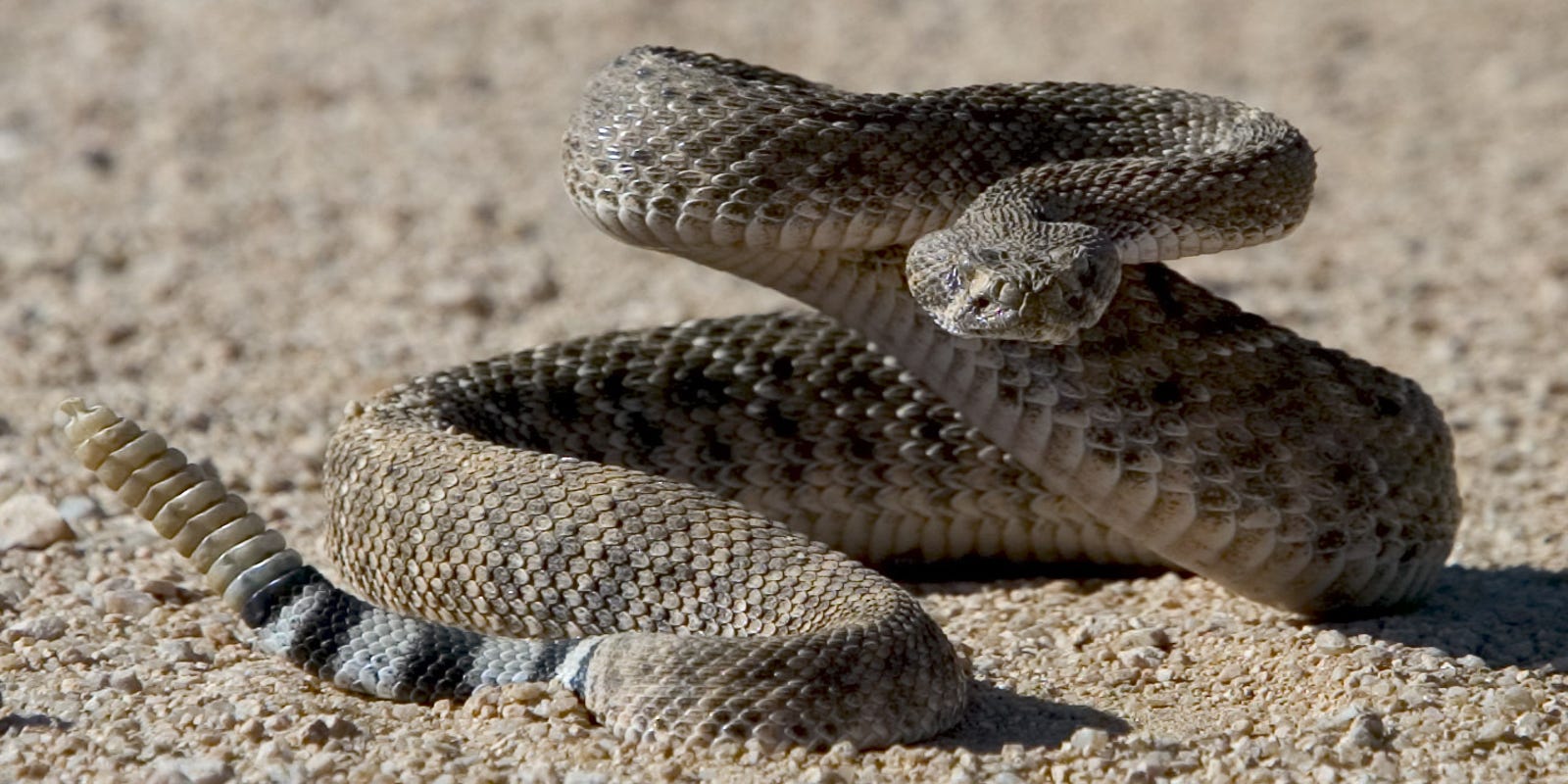 When is rattlesnake season in Arizona? Here's when they come out