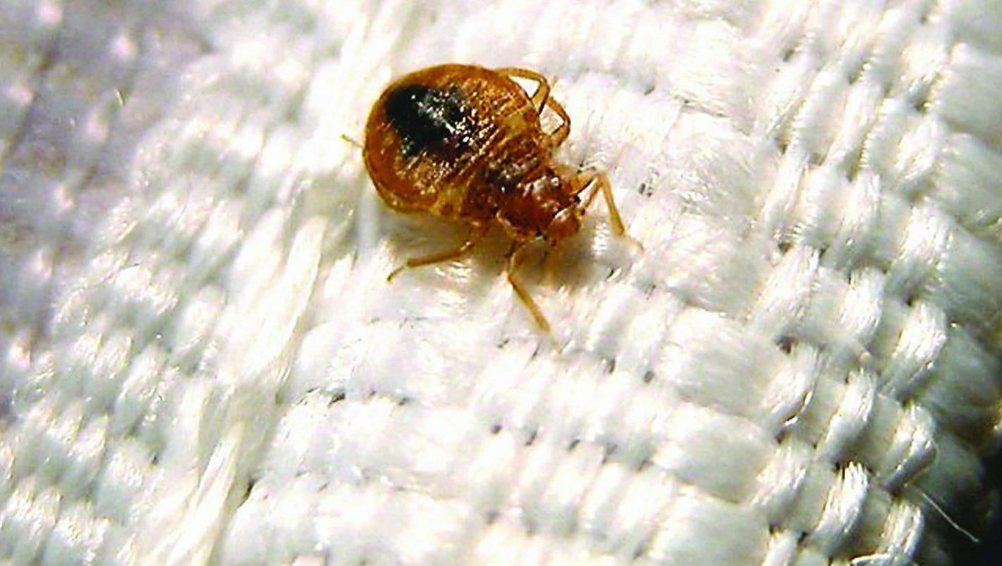 Here's why Indy's back on worst bedbug infestation list
