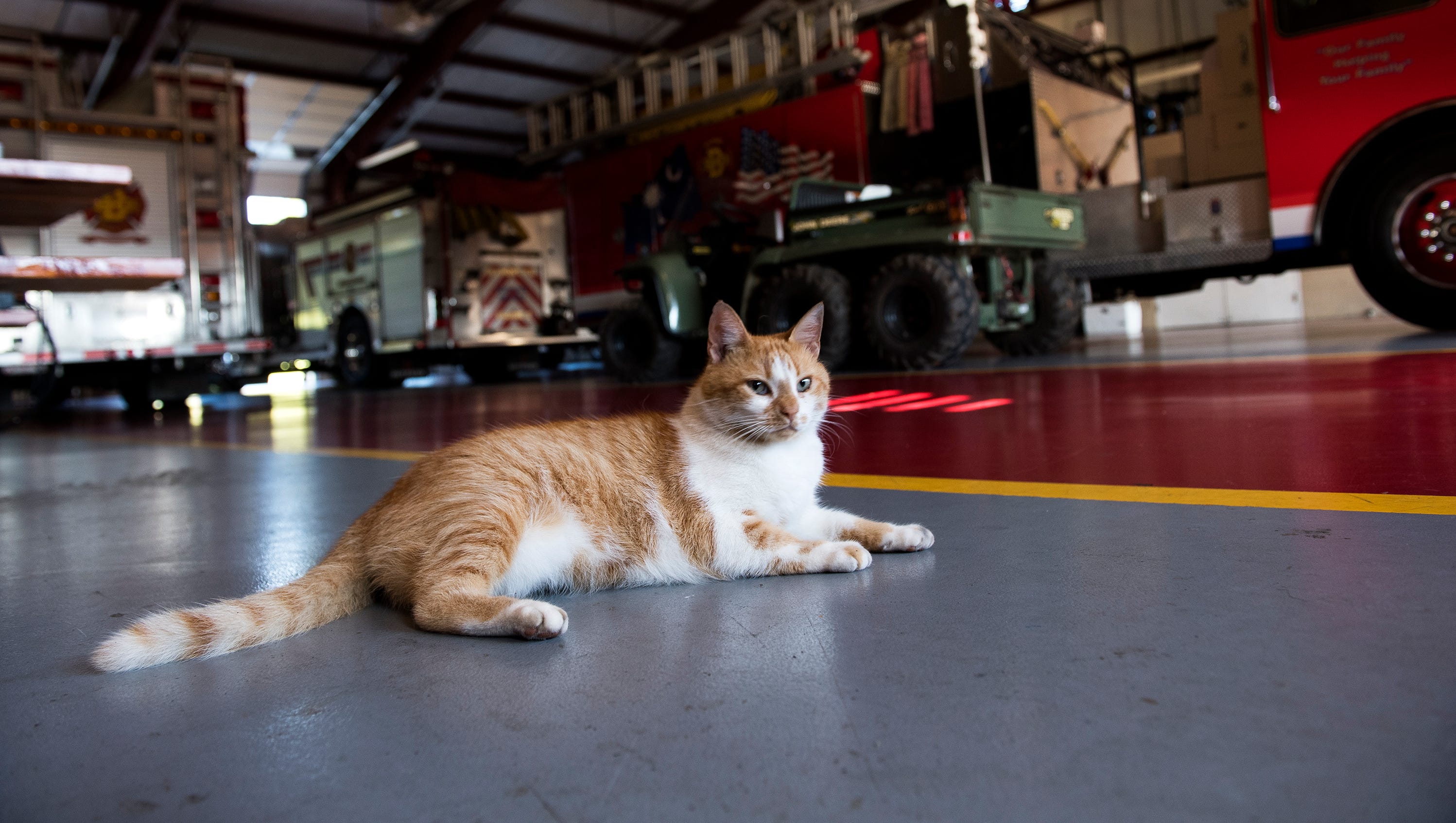 Flame The Firehouse Cat Uses One Of His Nine Lives Trapped In A