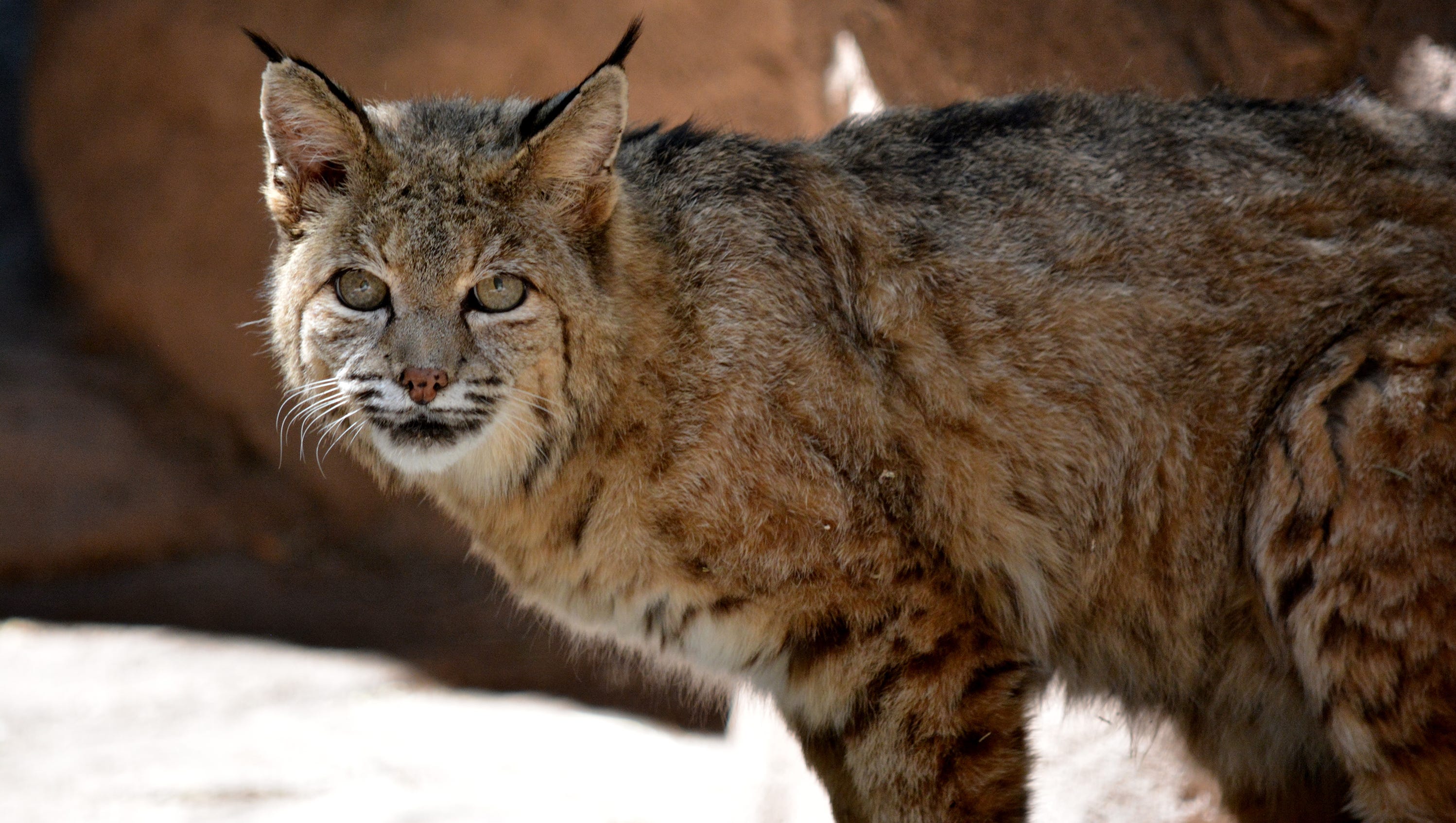 Bobcat Attacks 2 People Dog Near Phoenix