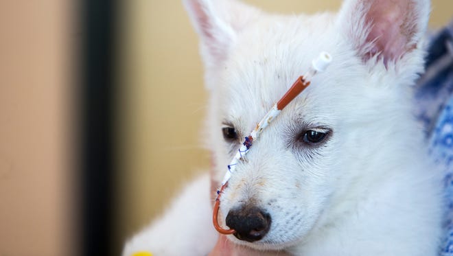 Abused Husky Pup Bb Bear Ready For Adoption In Phoenix Area
