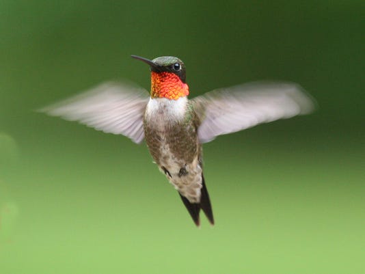 Hummingbirds 19 Things To Know
