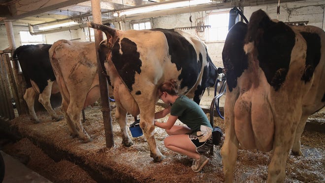 Laura Kriedeman milks cows on Hinchley's Dairy Farm where she works part-time on Tuesday, April 25, 2017, near Cambridge, Wis. Some dairy farms caught in a trade dispute with Canada said Thursday, April 27, 2017, they have found buyers for their milk.