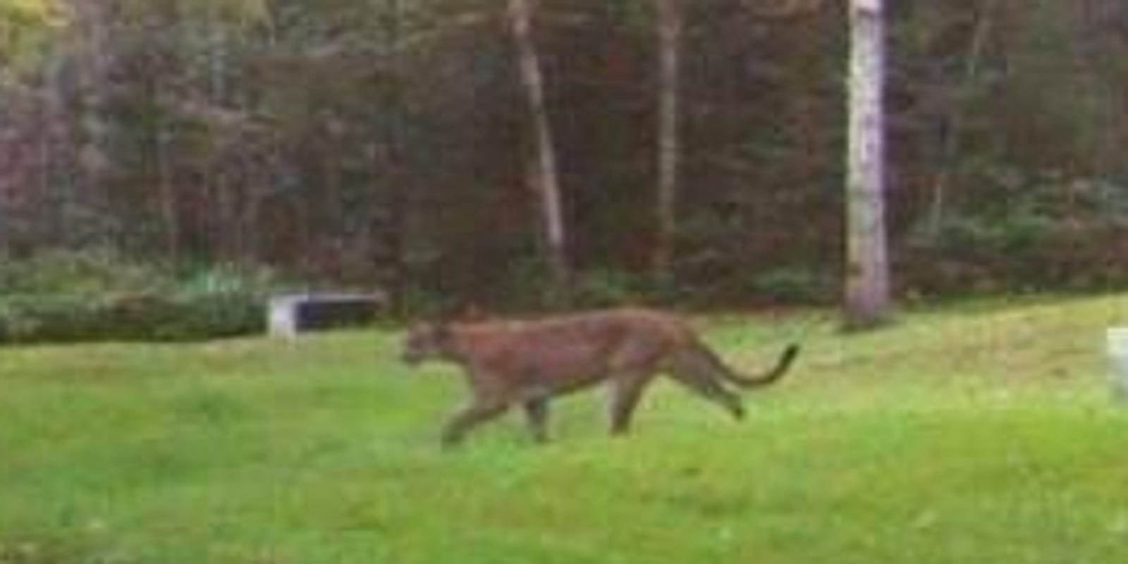 Cougar Killing In Michigan S Upper Peninsula Sets Authorities On