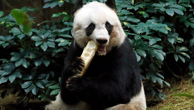 In this Tuesday, July 28, 2015 file photo, giant panda Jia Jia eats bamboo next to her birthday cake made with ice and vegetables at Ocean Park in Hong Kong, as she celebrates her 37th birthday. A Hong Kong theme park says the world’s oldest panda in captivity has been euthanized because her health was deteriorating. ocean Park says a veterinarian euthanized 38-year-old Jia Jia on Sunday, Oct. 16, 2016 evening to prevent further suffering and for ethical reasons.